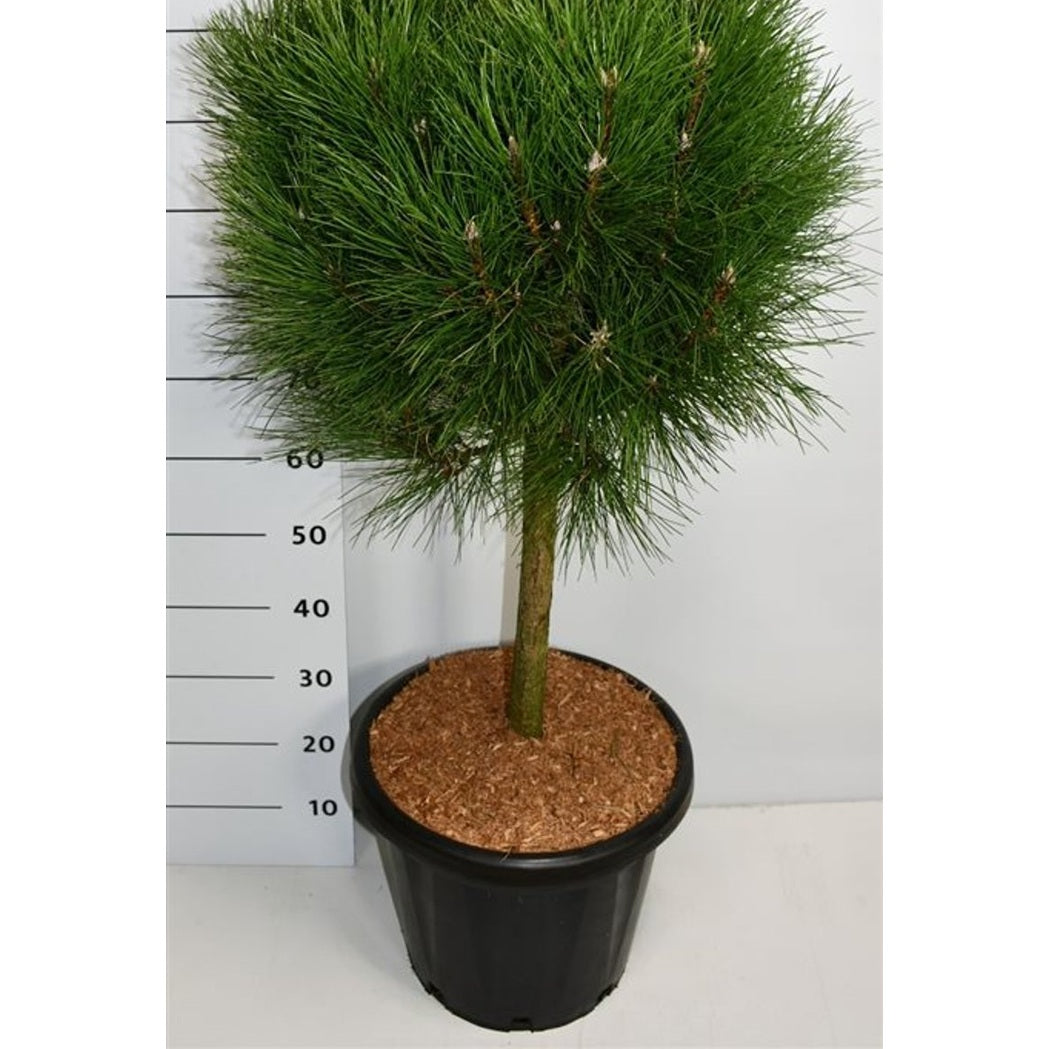 Svarttall – Pinus nigra 'Summer Breeze' - C25 40 cm. Stam